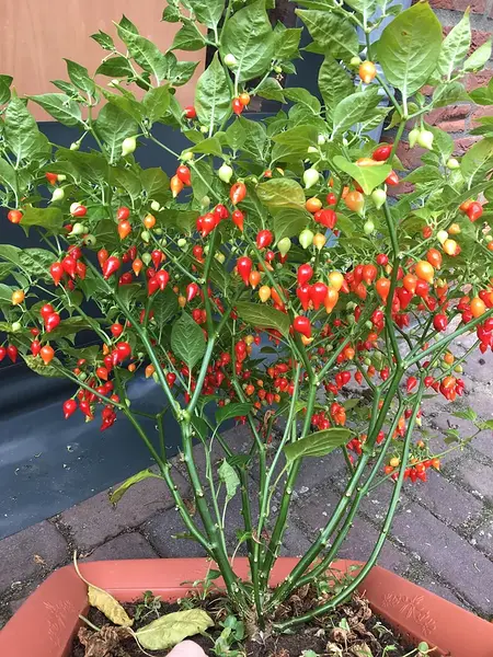 biquinho-pepper-plant-loaded-with-pods-v0-szut2omyzbp71
