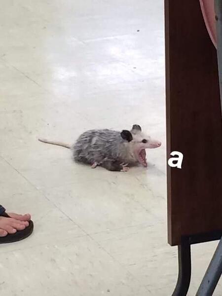 23215