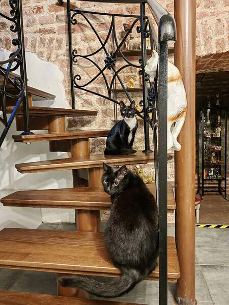 499300781_1236009715201081_908543825108884069_n