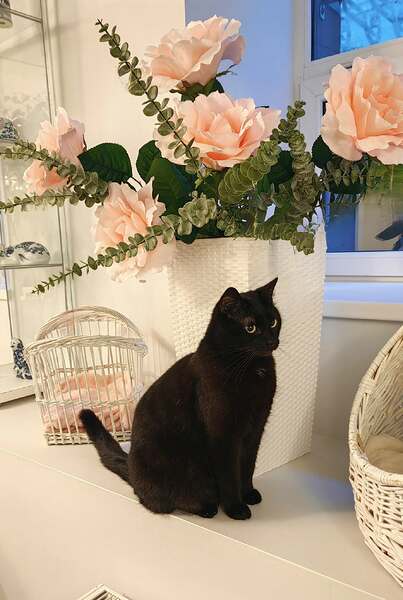 502718263_1242042644597788_6168128771815308675_n