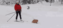 Ski Cats GIFs Tenor